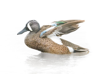 Blue-winged Teal, High-Key