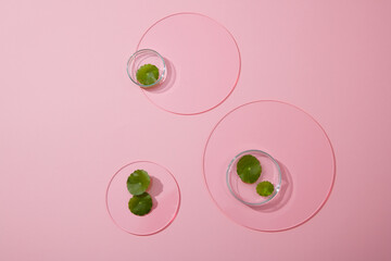 Minimal abstract background with copy space for display cosmetic product - fresh gotu kola leaf in petri dish decorated with round acrylic sheet on pink background. Natural gotu kola extract concept.
