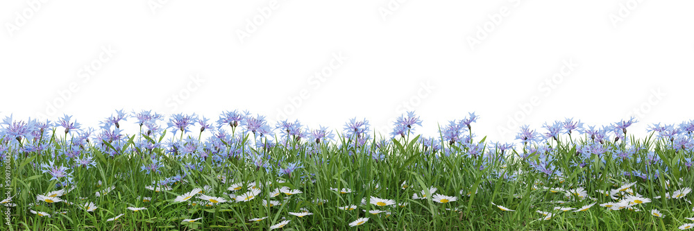 Wall mural green grass and flower fields on transparent background 3d rendering png