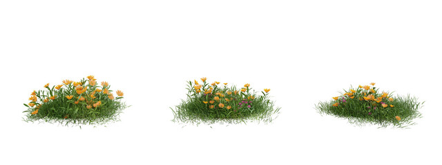 Flower common marigold on transparent background.3d rendering PNG Set.