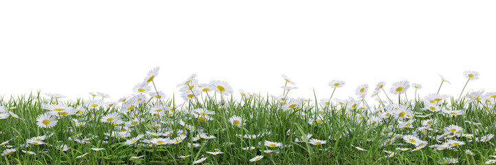 Green grass and flower fields on transparent background 3d rendering png