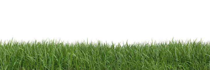 Grass on transparent background 3d rendering png