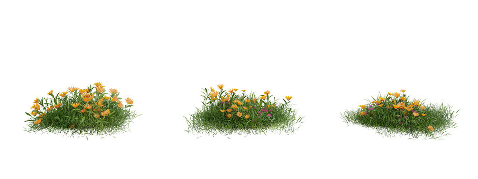 Flower common marigold on transparent background.3d rendering PNG Set.