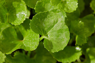 Fresh green several Gotu kola (Centella asiatica) leaves with a view from the top. Selective focus shoot. Nature and fresh herbal medicine concept