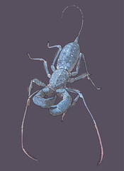 Drawing Whip scorpion, exotic, small, sting,art.illustration, vector
