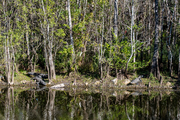 Obraz premium Three American Alligators basking on the shore of a swamp in the everglades.