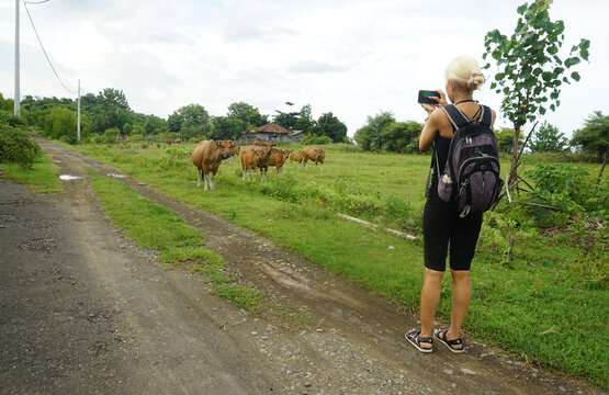 a woman is taking photos of a herd of calves on the grass