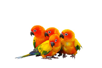 Cute of Sun conure parrots isolated on transparent background png file