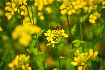 Beautiful yellow-green natural background in spring scenery. Bee in yellow rapeseed flowers. Photo with a shallow depth of field.