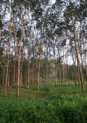 A row of lush rubber trees in the plantation
