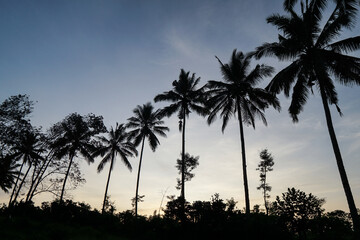 Silhouette of coconut trees in the morning at sunrise