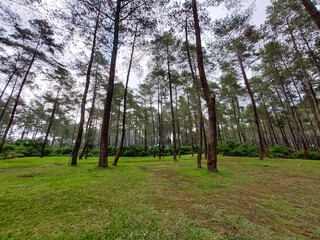 Obraz premium trees in the woods