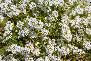 小さな白い花「スイートアリッサム」の背景