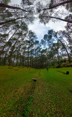 Obraz premium trees in the park