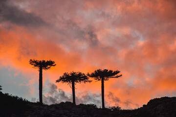 three trees backlit, sunset