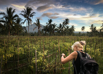 A woman is picking chilies in the field