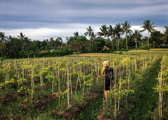 A woman is picking chilies in the field
