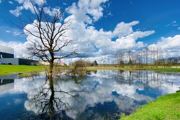 Landschaft mit kahlem Baum der sich in einem See spiegelt