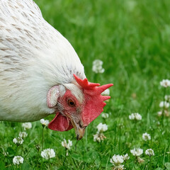 Portrait einer weißen Henne auf grüner Wiese