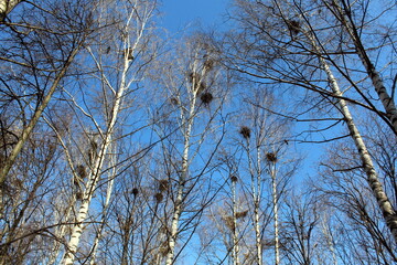Fototapeta na wymiar In early spring, the birds built their nests in the tops of the trees. 