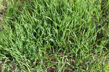 Fresh green grass grows on the ground.