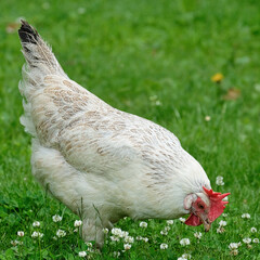 Weißes Huhn auf einer grünen Wiese