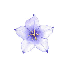 Blue flower close-up. Hand-drawn watercolor illustration. Isolated. A flowering field bell.