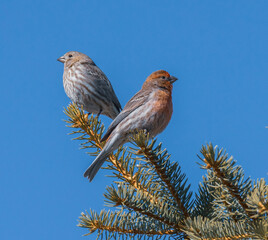 small birds on tree limbs