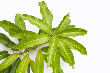 Mango leaves on white background