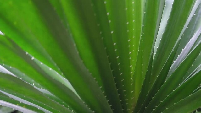 A spikey Texas Sotol plant with skinny spikey leaves Top View with a spider web. Generative AI