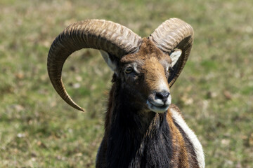 Naklejka na ściany i meble Portrait of Big Horn Sheep Goat 