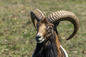 Fototapeta premium Portrait of Big Horn Sheep Goat 