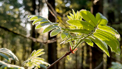 a branch of mountain ash in the spring sunshine in the forest