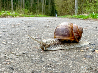 a snail crawls across the road, a road safety concept