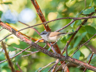 Common chiffchaff, lat. phylloscopus collybita, sitting on branch of bush in spring and looking for food