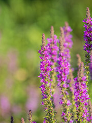 Obraz premium Summer Flowering Purple Loosestrife, Lythrum tomentosum on a green blured background.