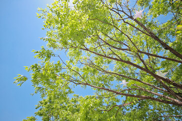 Obraz premium In spring, the color of the leaves is light green
