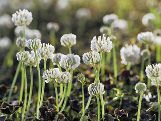 Tokyo, Japan - May 2, 2023: Closeup of white clover flowers in a garden
