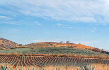 Sunny view of the Tequila farm