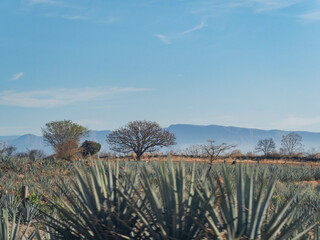 Sunny view of the Tequila farm