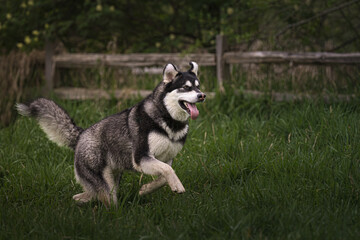Naklejka na ściany i meble 2023-04-30 A LARGE BLACK ADN WHITE HUSKY RUNNING WITH ITS TOUNGE OUT AND TALL GREEN GRASS AT MARYMOOR OFF LEASH DOG PARK