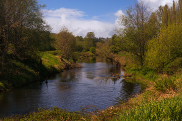 2023-04-29 THE SAMMAMSIH RIVER WITH NICE GREEN FOLIAGE ALONG THE BANKS AND A NICE SKY NEXT TO THE BURK GILMAN TRAIL IN REDMOND WASHINGTON
