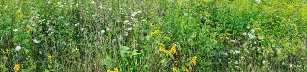 wildflowers meadow with native herbs and flowers. summer flowers field. panoramic view.