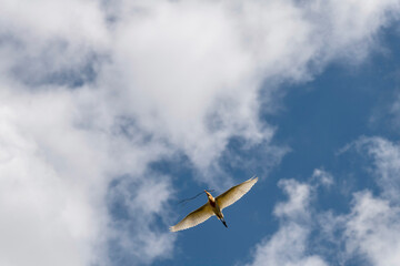 Cattle Egret (Bubulcus ibis)