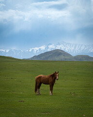 horses on a meadow
