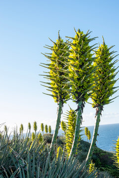 field and plant next to the sea