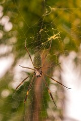 Spider close up. Golden Silk Orb-Weaver spider on the web and blurred background.