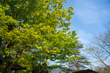 蒜山高原の風景