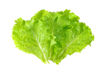 Lettuce isolated on white background. Salad leaf