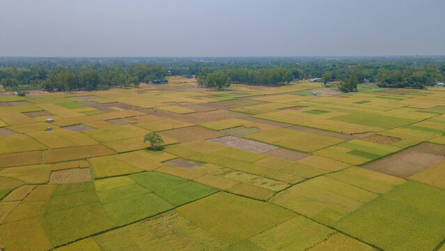 Aerial view of landscape rice field, beautiful landscape aerial photo, bangladesh